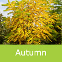 Mature Juglans Nigra Black Walnut Autumn Colours